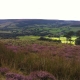A scenic view of the English countryside with rolling hills and a patchwork of green fields. In the foreground, purple heather and tall grasses cover the ground. A few trees dot the landscape under a bright sky.