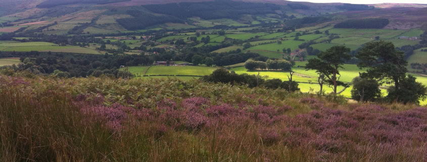A scenic view of the English countryside with rolling hills and a patchwork of green fields. In the foreground, purple heather and tall grasses cover the ground. A few trees dot the landscape under a bright sky.