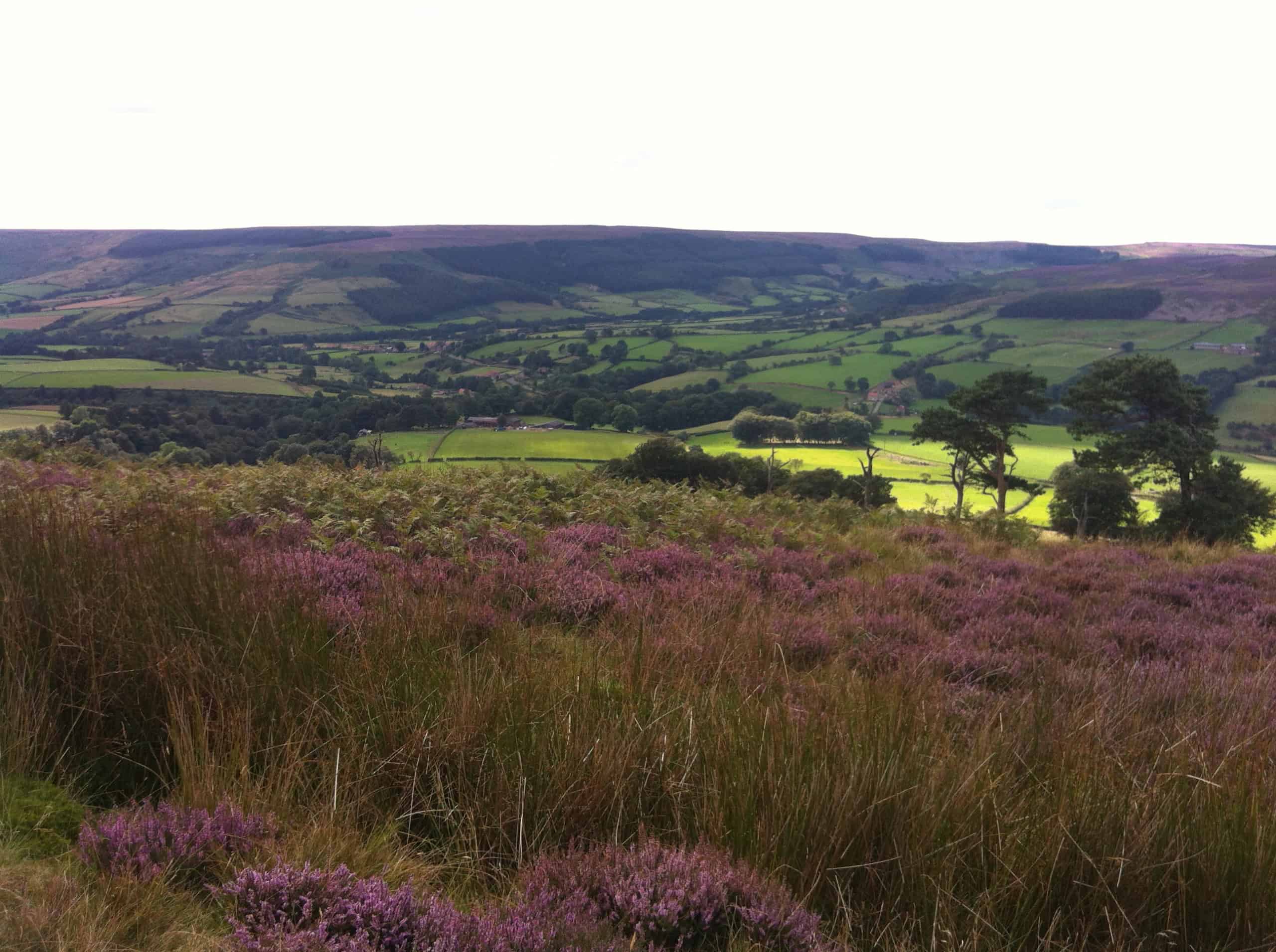 A scenic view of the English countryside with rolling hills and a patchwork of green fields. In the foreground, purple heather and tall grasses cover the ground. A few trees dot the landscape under a bright sky.